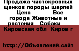 Продажа чистокровных щенков породы шарпей › Цена ­ 8 000 - Все города Животные и растения » Собаки   . Кировская обл.,Киров г.